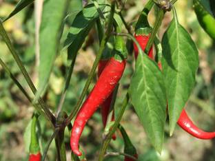 MKR Enterprises Chilli Seed