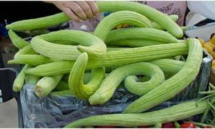 GOROOT Cucumber Armenian, Yardlong Cucumber, Snake Melon-SD-300-B6 Seed