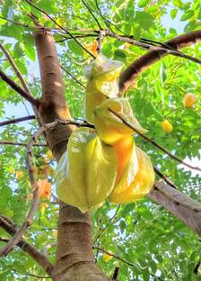 Angel Star Fruit Carambola Grafted Plant