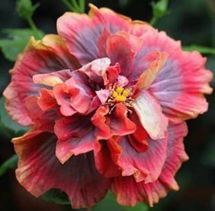 Gaach Hibiscus Plant