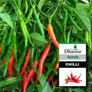 Dharma Chilli, Lonka, Mirchi Seed