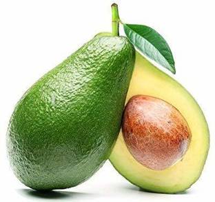 Cloud Farm Avocado Plant