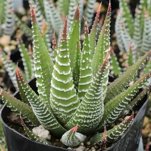 Amazing Gurden Haworthia Mirror Succulent Plant