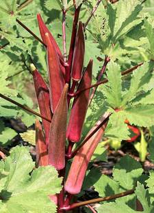 JSR Organics Red okra, lady finger, vegetable bhindi Seed