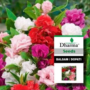 Dharma Balsam, Dopati Seed