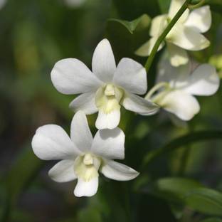 Click Orchid Orchid Plant