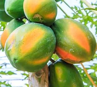 MKR Enterprises Papaya Seed