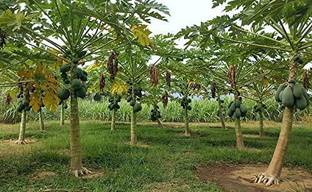 MKR Enterprises Papita Seed