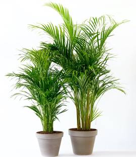 NDS Areca Palm