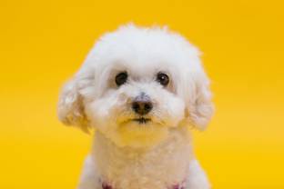 PRINTHUBS 30.48 cm Cute puppies Dogs Animals Pet puppy Poster For Room Wall Décor (Size12x18In)D159 Self Adhesive Sticker