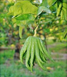 natikd Mirch/Chilli Plant