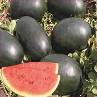 KALAGIA WATERMELON BLACK SEED LONG Seed