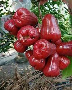 Angel Jamun Plant
