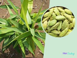 ak greenery Elaichi/Cardamom Plant