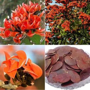 M-Tech Gardens Palash Seed