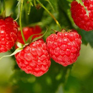 Paudha Raspberry Hybrid Fruit Seed
