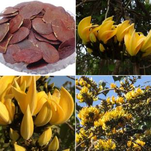 M-Tech Gardens Palash Seed