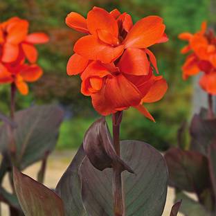 bloomaura Canna Lily Seed