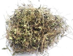 Xetomos Brahmi Bacopa Monnieri Birami Sambarenu 250g seeds Seed