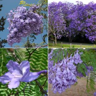 M-Tech Gardens Jacaranda Seed