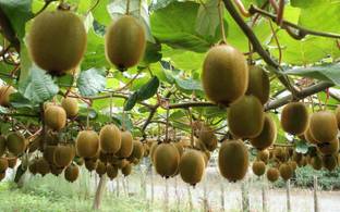 Paudha Kiwi Hybrid Fruit Seed