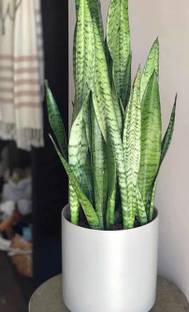 bloomaura snake plant Seed