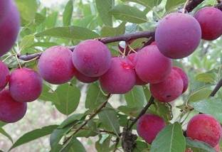 UNIQUETREE Aloo Bukhara/Plum Plant