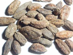 Xetomos Samudraphal Indian Oak Tree 250g seeds Seed