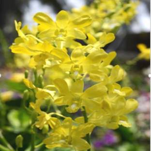 Click Orchid Lantana Plant