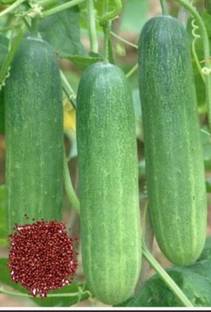 mukt Cucumber Seed