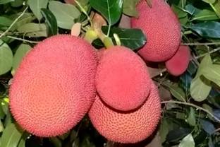 GIFTIGARDENING Jack Fruit Plant