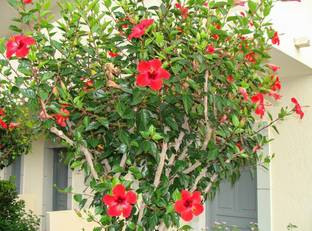 MiraclrGarden Hibiscus Plant