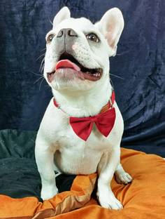 NUEVOS DOGGADIL Bow for Dog, Cat