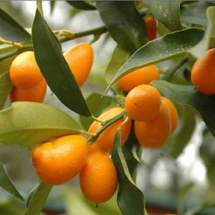 Klone Sweet Lemon / Kumquat(Grafted) - Fruit Seeds Seed