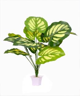mogal Artificial Plant For Home/Office Table(Big Green Leaf, Pack of 1, 18inch) Wild Artificial Plant  with Pot
