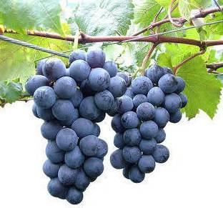 Rainbow Garden Grapes Plant
