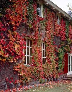 SeedsVille Ornamental Boston Ivy Seeds For Home Garden-30 Seeds Pack, Ornamental Plant Seed