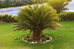 NRDhub Cycus Revoluta Plant