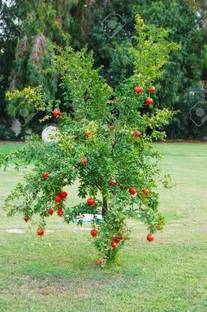 NRDhub Pomegranate Plant