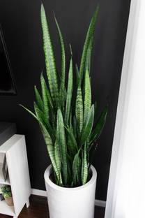 samarthgreen Snake Plant