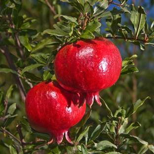 Cloud Farm Pomegranate Plant
