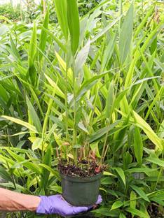 Cloud Farm Elaichi/Cardamom Plant