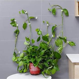 FGG plant clip Seed