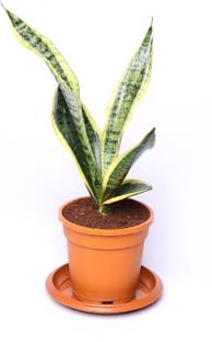 Pottplants Snake Plant