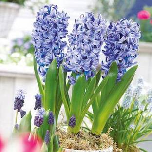 natikrd Lily Plant