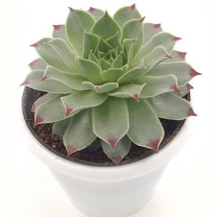 Click to purchase Laxmi Kamal Plant