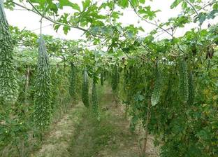 UGRA Bitter gourd Karela seeds Seed
