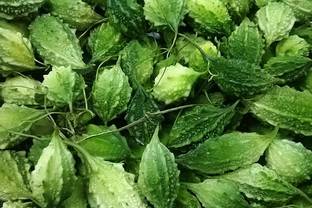 UGRA Bitter Gourd Hight Quality Seed Seed