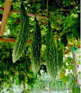 Avysa Ornamental Vine Bitter Gourd Seed