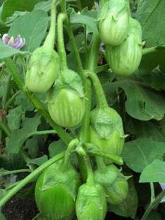 CYBEXIS VXI-2 - F1 HYBRID GREEN ROUND BRINJAL - (150 Seeds) Seed